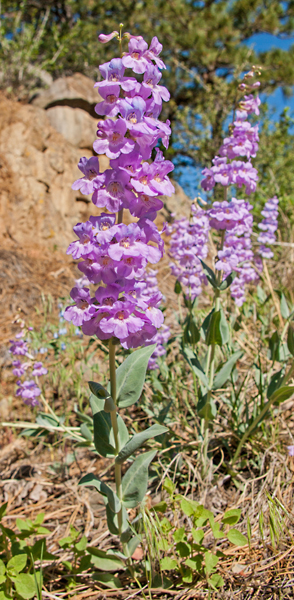 One-sided Penstemon 1.jpg